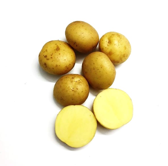 Fast potatis