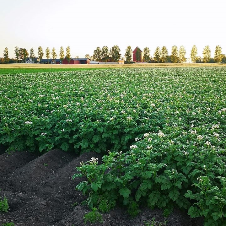 Olssons Lantbruk