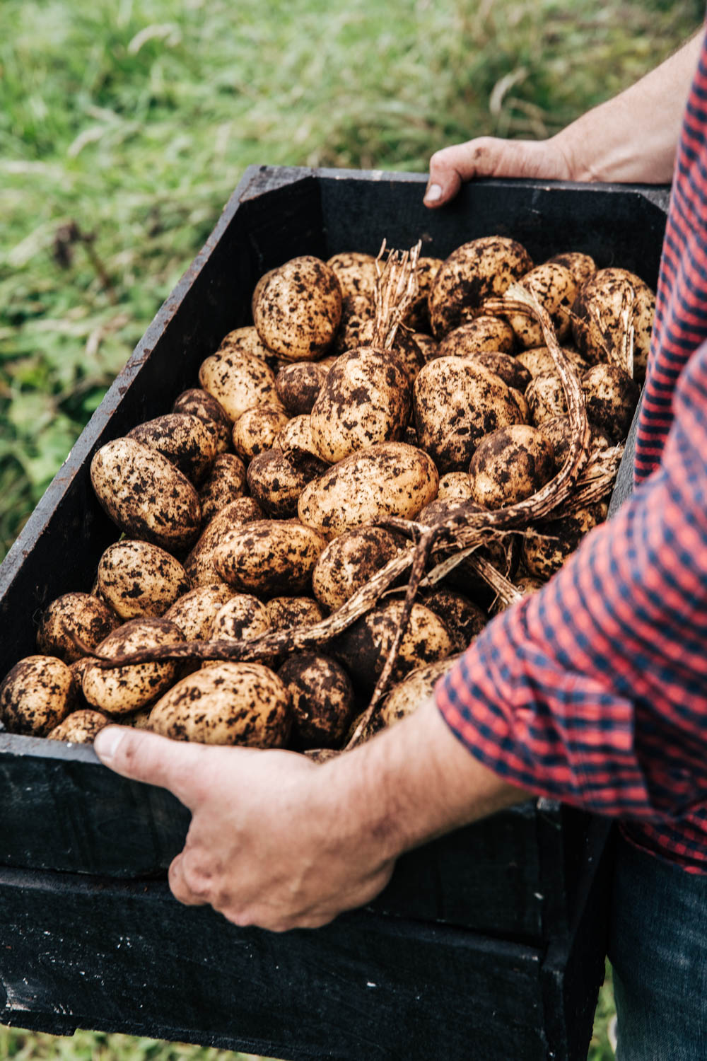 Nyskördad potatis från vårt potatispackeri nära Örebro