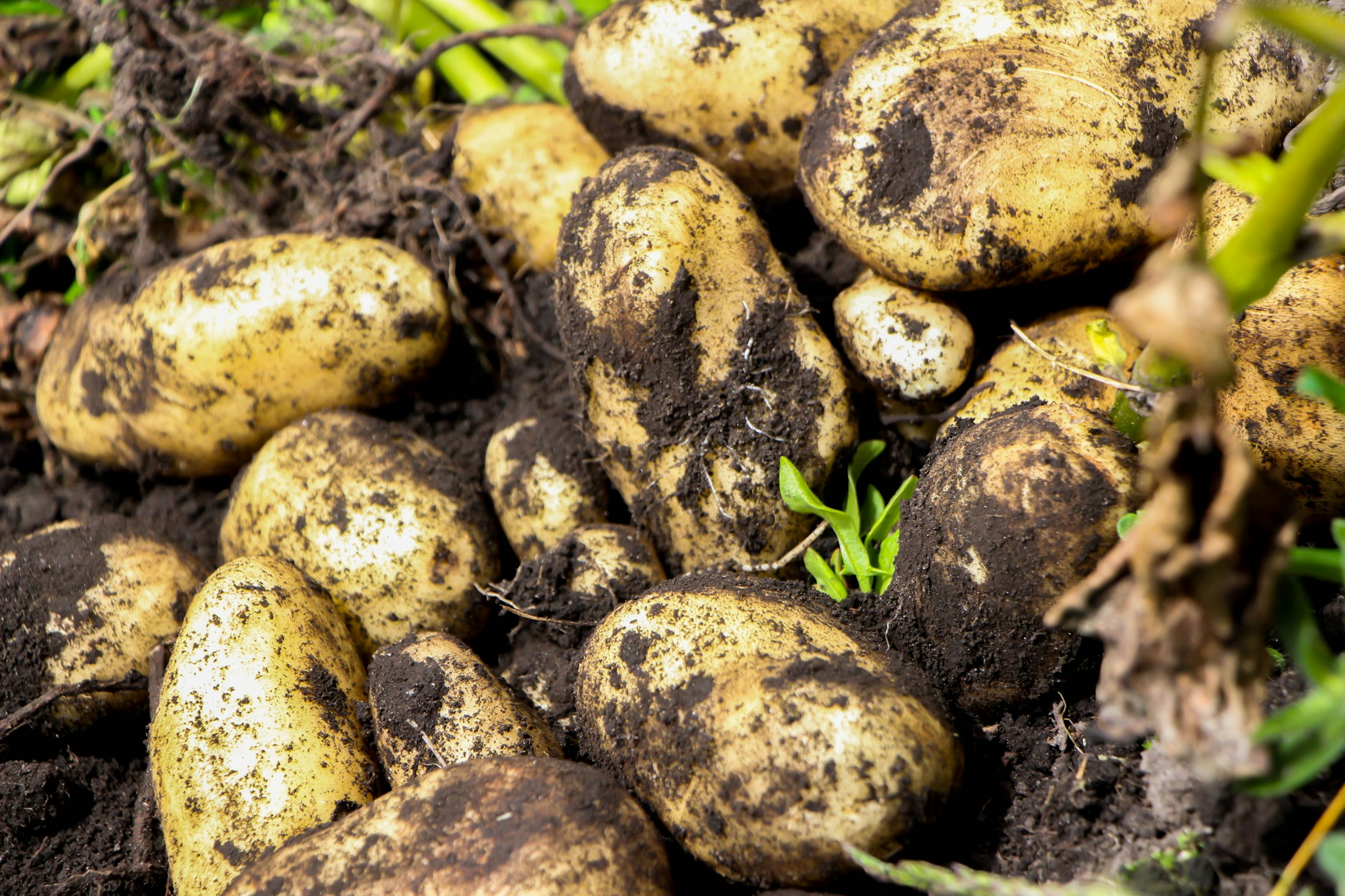 Svensk potatis i jorden